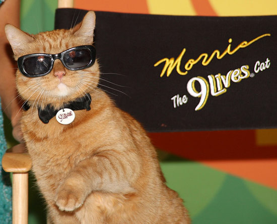 Morris cat 9lives